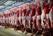 سال گذشته ۱۳۰ هزار تن گوشت منجمد و گرم به کشور وارد شد/تا پایان سال ارز مورد نیاز گوشت قرمز تامین شده است