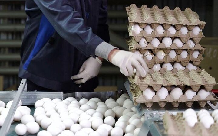 صادرات بیش از ۱۰۰ هزار تن تخم مرغ در ۶ ماهه ابتدای سال با هدف حمایت از واحدهای تولیدی