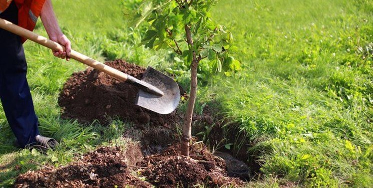 آغاز رسمی طرح مردمی کاشت درخت از ۱۱ آذرماه در استان سمنان