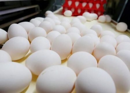 سرانه مصرف تخم مرغ به ۱۵ کیلو رسید