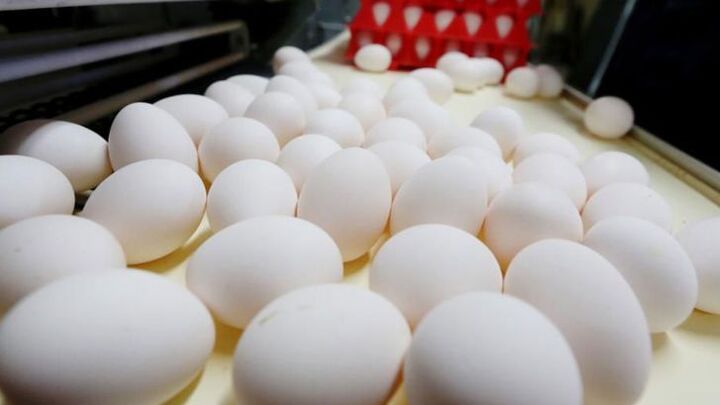 سرانه مصرف تخم مرغ به ۱۵ کیلو رسید