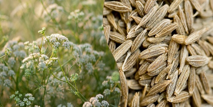 کشت زیره و خاکشیر در ۱۰۰ هکتار از اراضی دیم فامنین