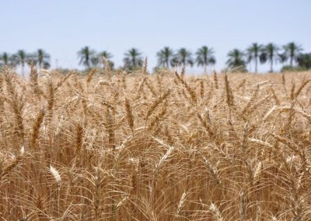 قیمت خرید تضمینی گندم هر کیلو ۱۷۵۰۰ تومان