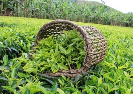 پرداخت ۸۰ درصد مطالبات چایکاران/رشد ۵هزارتنی تولید چای در سال جاری