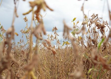 تخلیه ۲۴۰ هزارتن کنجاله سویا به زودی