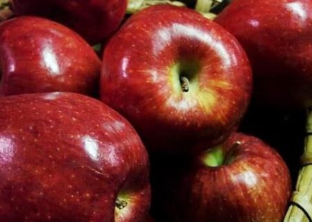 روند صادرات سیب درختی امسال بسیار مطلوب بود/افزایش۱۵ درصدی صادرات