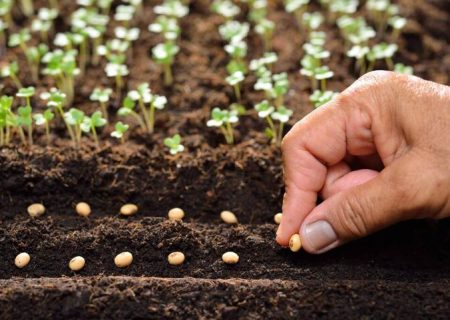 سالانه ۲ میلیون تن بذر در کشور مصرف می‌شود