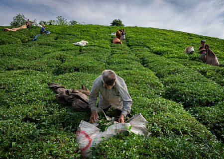 تولید چای در سطح ۲۲ هزار هکتار از اراضی شمال کشور