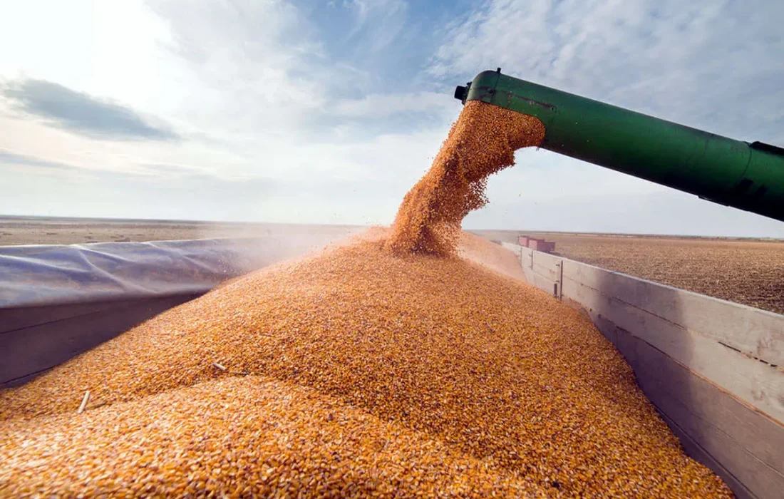 خرید بیش از ۸۰ هزارتن گندم از کشاورزان از ابتدای فصل برداشت تاکنون