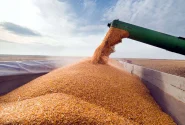 برآورد تولید ۱۳.۵ میلیون تن گندم در سال زراعی جاری