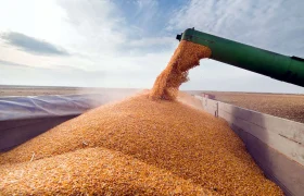 برآورد تولید ۱۳.۵ میلیون تن گندم در سال زراعی جاری