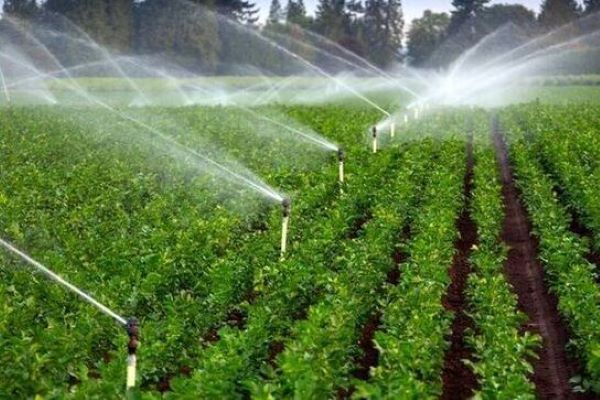 معاون امور بیمه‌ای صندوق بیمه کشاورزی :  ۳۰ درصد از بخش کشاورزی تحت پوشش بیمه قرار دارند