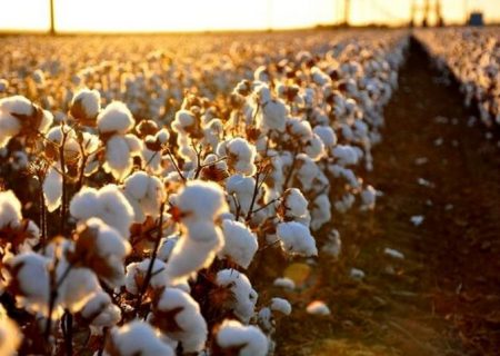 از ابتدای سال تاکنون ۷۰ هزارتن پنبه کسری نیاز صنعت نساجی وارد شده است