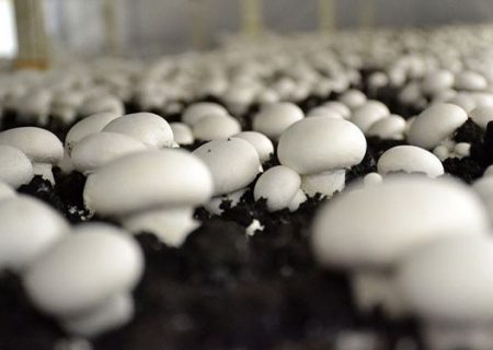 تولید حدود ۲۲۰ هزارتن قارچ تا پایان سال در کشور