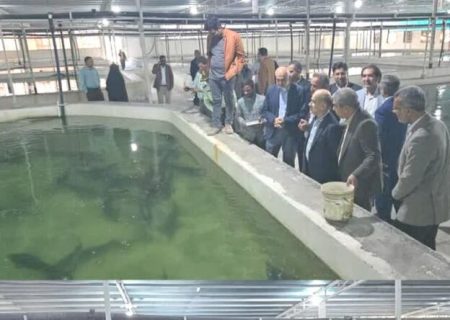 هدف گذاری تولید ۲۰ هزار تن گوشت ماهیان خاویاری در برنامه هفتم توسعه