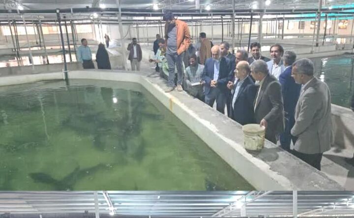 هدف گذاری تولید ۲۰ هزار تن گوشت ماهیان خاویاری در برنامه هفتم توسعه