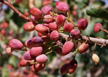 رشد ۴۰ درصدی صادرات پسته ایران در نیمه دوم سال گذشته