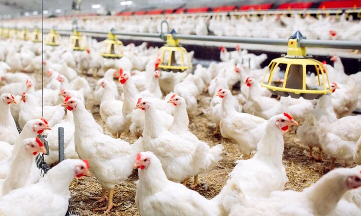 نایب رئیس اتحادیه مرغداران گوشتی: تولید ماهانه مرغ گوشتی به ۲۸۰ هزارتن رسیده است