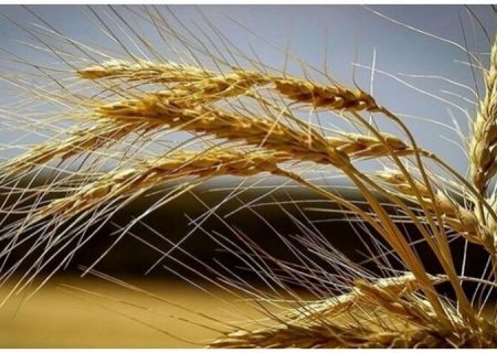 مدت زمان اصلاح بذر گندم چهار سال کاهش یافت