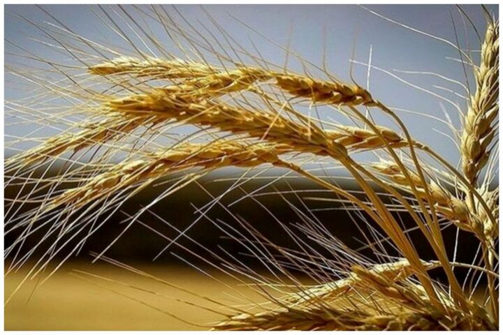 مدت زمان اصلاح بذر گندم چهار سال کاهش یافت