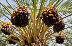 خرید حمایتی خرمای کشاورزان استان خوزستان با قیمت مناسب