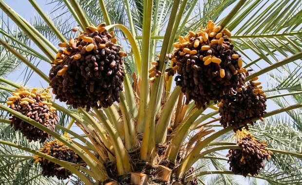 خرید حمایتی خرمای کشاورزان استان خوزستان با قیمت مناسب