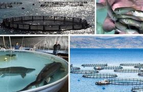 ایران به جمع سه کشور صاحب فناوری واکسن‌های خوراکی آبزیان پیوست