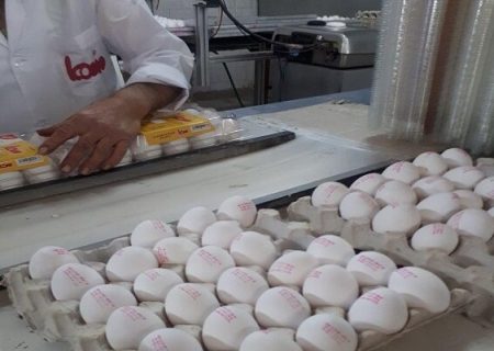 در حال حاضر قیمت هرکیلو تخم مرغ درب مرغداری ۱۰۰ هزارتومان است